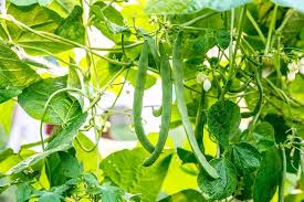 Venezia Bean Phaseolus seeds for garden planting