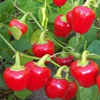 Red Mini Bell Pepper Capsicum annuum seeds for garden planting