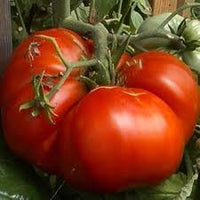 Yellow Red Beefsteak Tomato Solanum lycopersicum for planting in vegetable patch