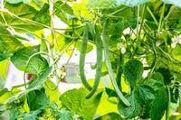 Venezia Bean Seeds for Planting - Unique Variety heirloom & Non GMO Seeds