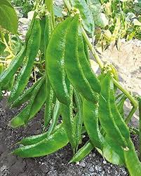 Broad Bean Seeds for Planting - 100 Pcs pcs