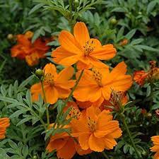 Orange Bossa Nova Flower Seeds for Planting - NON GMO Seeds for planting in home garden