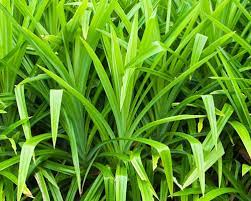 Pandan Seeds for Planting,Tropical Gardens -Heirloom & Non-GMO Seeds ? Fresh Herb for Your Garden