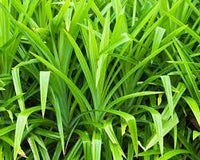 Pandan Seeds for Planting,Tropical Gardens -Heirloom & Non-GMO Seeds ? Fresh Herb for Your Garden