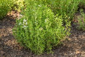 Green Thymus Serpyllum Plant Seeds for Planting - NON GMO Seeds