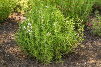 Green Thymus Serpyllum Plant Seeds for Planting - NON GMO Seeds