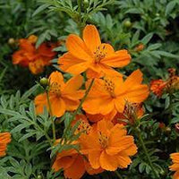 Orange Bossa Nova Flower Seeds for Planting - NON GMO Seeds