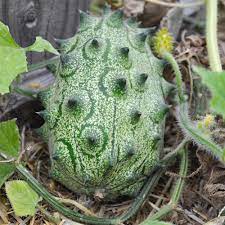 Jelly Melon Seeds for Planting - 100 Pcs pcs