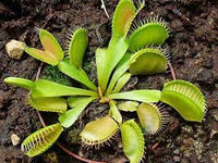Red Catching Plant or Venus Fly Trap Insectivorous Plant Planting Seeds for Garden NON GMO Seeds