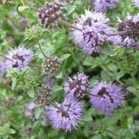 Purple Pennyroyal Herb Plant Seeds for Planting-Natural Garden Enhancement ? Fresh Herb for Your Garden