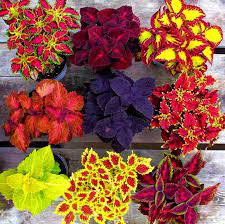Mix Coleus Canina Plant Seeds for Planting - NON GMO Seeds