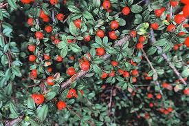 Brown Cotoneaster Seeds for Planting heirloom & Non-GMO Seeds