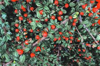 Brown Cotoneaster Seeds for Planting heirloom & Non-GMO Seeds