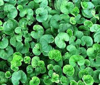 Heirloom Non-GMO Green Dichondra Repens Lawn Seeds â€“ Lush Ground Cover for Garden Planting