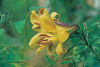 Yellow Trumpet Lilies (Aurelian Hybrids) Flower Seeds for Planting - Heirloom and Non-GMO Garden Seeds