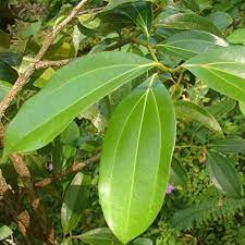 Green Bay Leaf Plant Seeds for Planting-Culinary Herb Gardens and Spices ? Fresh Herb for Your Garden