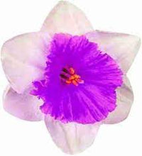 Nema Double Petals Narcissus Flower Seeds ƒ?? Heirloom Non-GMO Seeds for Garden Planting