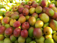 Apple Ber Ziziphus Fruit Seed for Planting - Set for Hardy, Nutritious Fruits, Heirloom & GMO Free Seeds