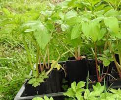 Ashitaba Plant Seeds for Garden Planting - Heirloom & Non-GMO Seeds for planting, Fresh Herb for Your Garden