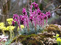 Purple Saxifraga Sempervivum Planting Seeds for Garden NON GMO Seeds