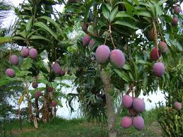 Tommy Atkins (USA/Mexico) Mango Fruit Seeds for Planting - Ideal for Growing Tropical Mango Trees