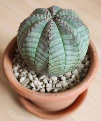 Green Euphorbia Obesa Plant Seeds for Planting - NON GMO Seeds