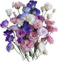 Mixed Lisianthus Flower Seeds for Planting - Heirloom, NON-GMO Seeds - Easy to Grow, Garden Bloom Mix