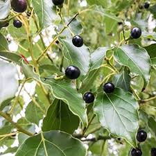 Camphor Fruit Seeds (Cinnamomum Camphora) for Planting – Aromatic and Fragrant Seeds for you Backyard Orchid