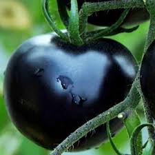 Indigo Rose Tomato Vegetable Seeds for Planting – 100 Pcs pcs