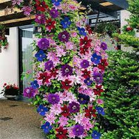 Mixed Colors Clematis Flower Vines Perennial Climbing Flower Seeds for Planting