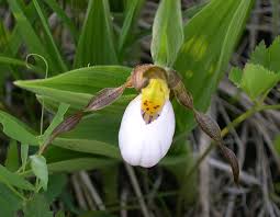 Cypripedium acaule or White Ladyâ€™s Slipper Flower Seeds for Planting - Heirloom & Non-GMO Garden Seeds