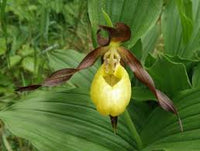Cypripedium calceolus or Yellow Ladyâ€™s Slipper Flower Seeds for Planting - Heirloom & Non-GMO Garden Seeds