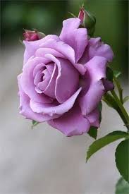 Lavender Rose Flower Seeds for Planting Non-GMO Heirloom Garden Seeds for Growing