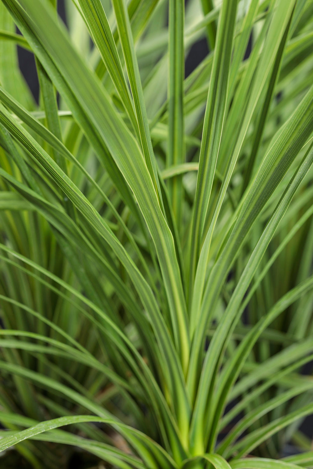 Dracaena Spikes Plant Seeds for Planting - 100 Pcs pcs