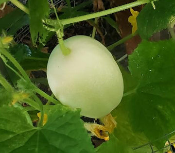 Dragon's Egg Cucumber heirloom seeds for home garden planting