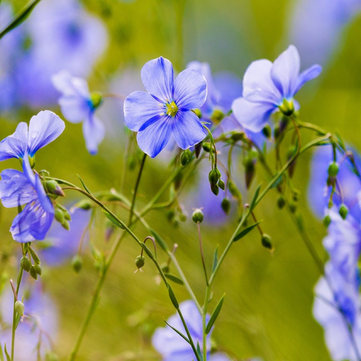 Flax Flower Seeds for Planting, Yellow Perennial, 100 pcs
