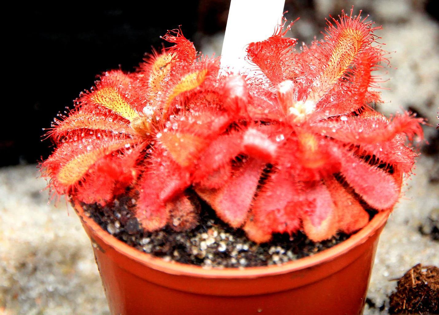 Heirloom Non-GMO Mixed Sundew Plant Seeds for Garden Growing â€“ Carnivorous Insect-Trapping Variety