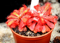 Heirloom Non-GMO Mixed Sundew Plant Seeds for Garden Growing â€“ Carnivorous Insect-Trapping Variety