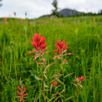 Heirloom Non-GMO Castilleja Indivisa Flower Seeds for Planting – Native Wildflower Blooming Seeds - Non-GMO for planting in home garden