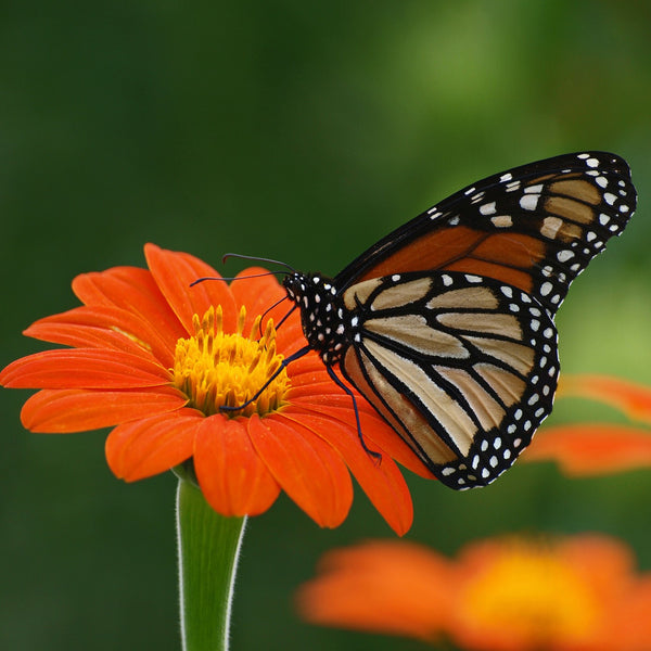 Orange Tithonia Flower Seeds for Bright Gardens - 100 Pcs pcs