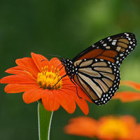 Orange Tithonia Flower Seeds for Bright Gardens - 100 Pcs pcs