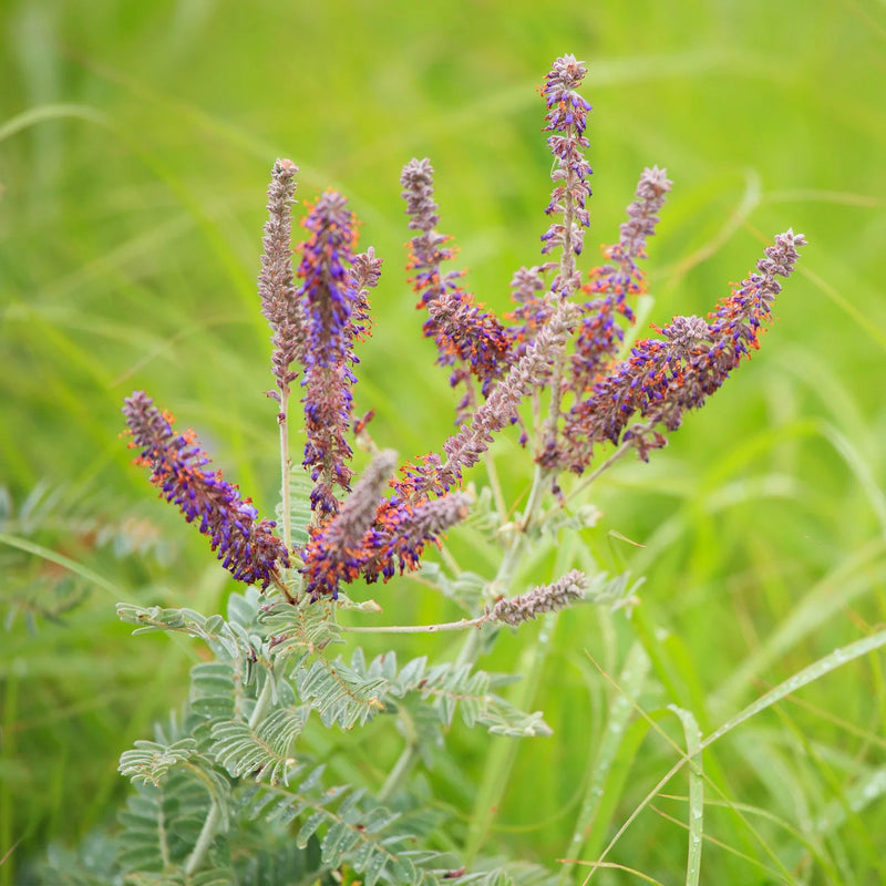 Heirloom Amorpha Canescens Flower Seeds for Garden Planting, Non-GMO, Prairie Wildflower Blooms