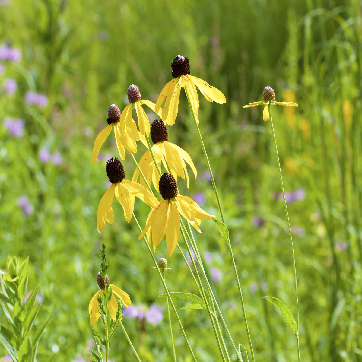 Heirloom Non-GMO Yellow Coneflower Seeds – Vibrant Pollinator Blooms for Garden Planting