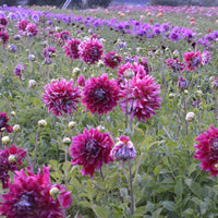 Heirloom Dahlia Flower Seeds – Stunning Garden Blooms