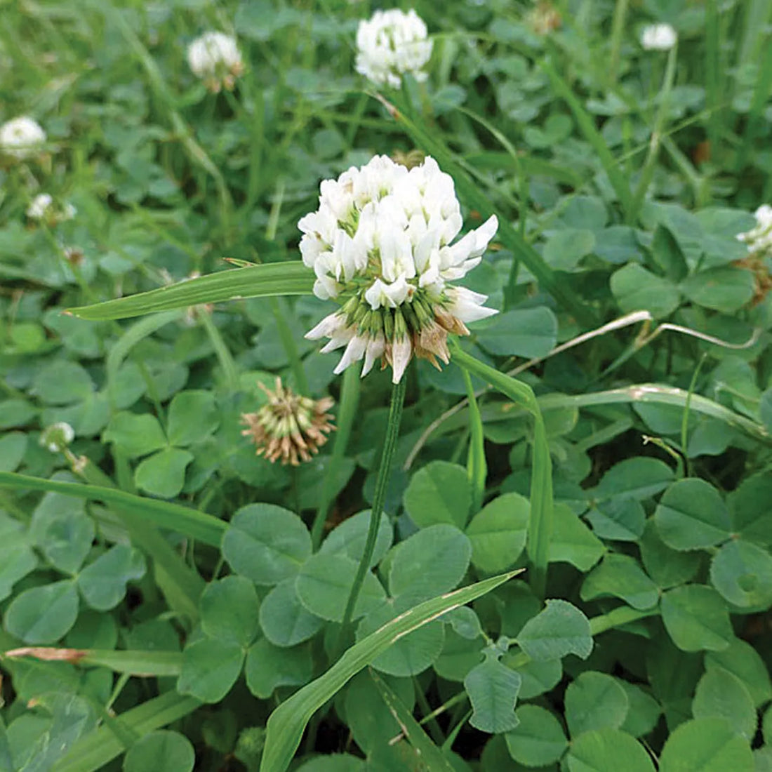 Dutch White Clover nitro coated inoculated seeds for lawn and ground cover planting