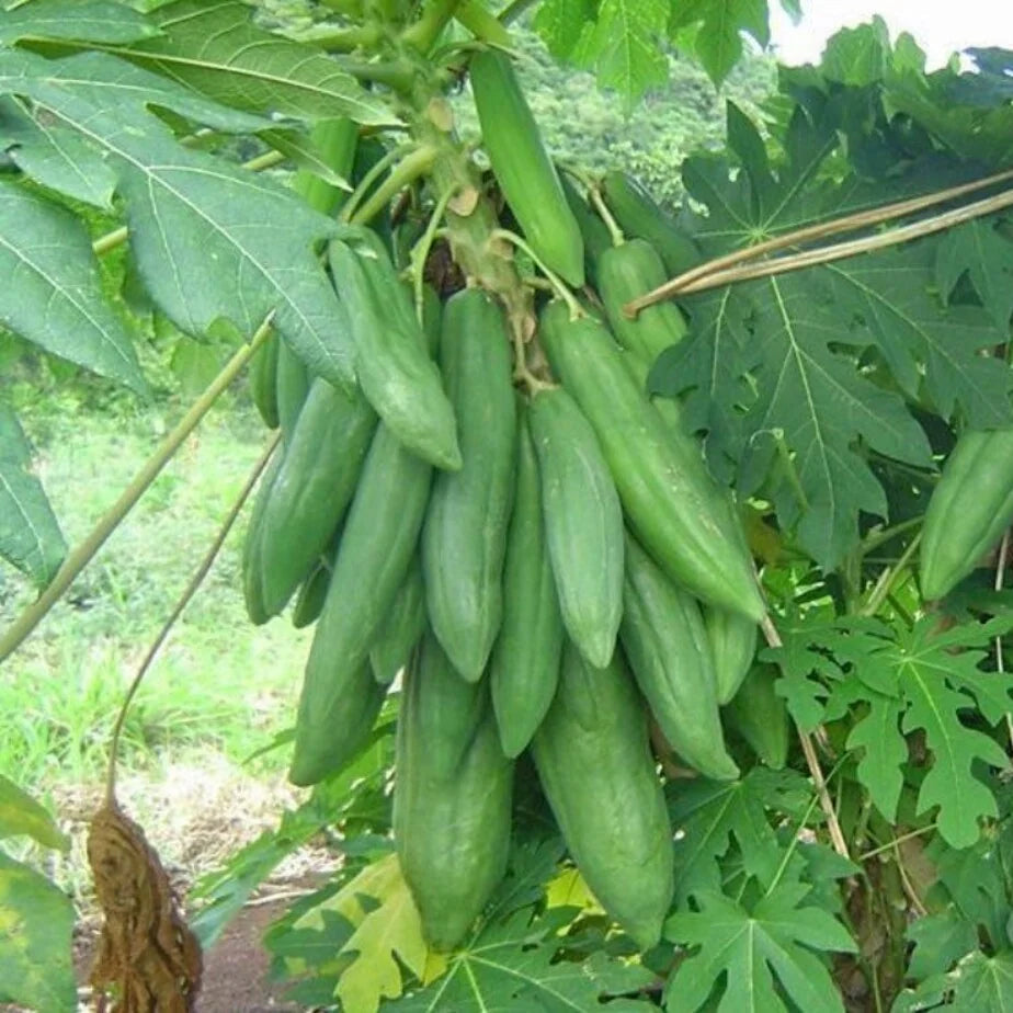Dwarf Cylindrical Papaya Seeds for Planting