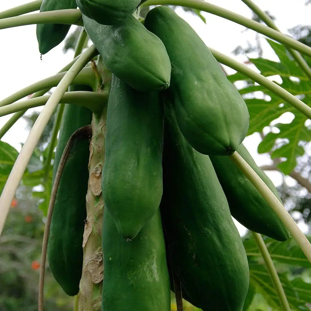 Dwarf Papaya Plant Growing in Home Garden