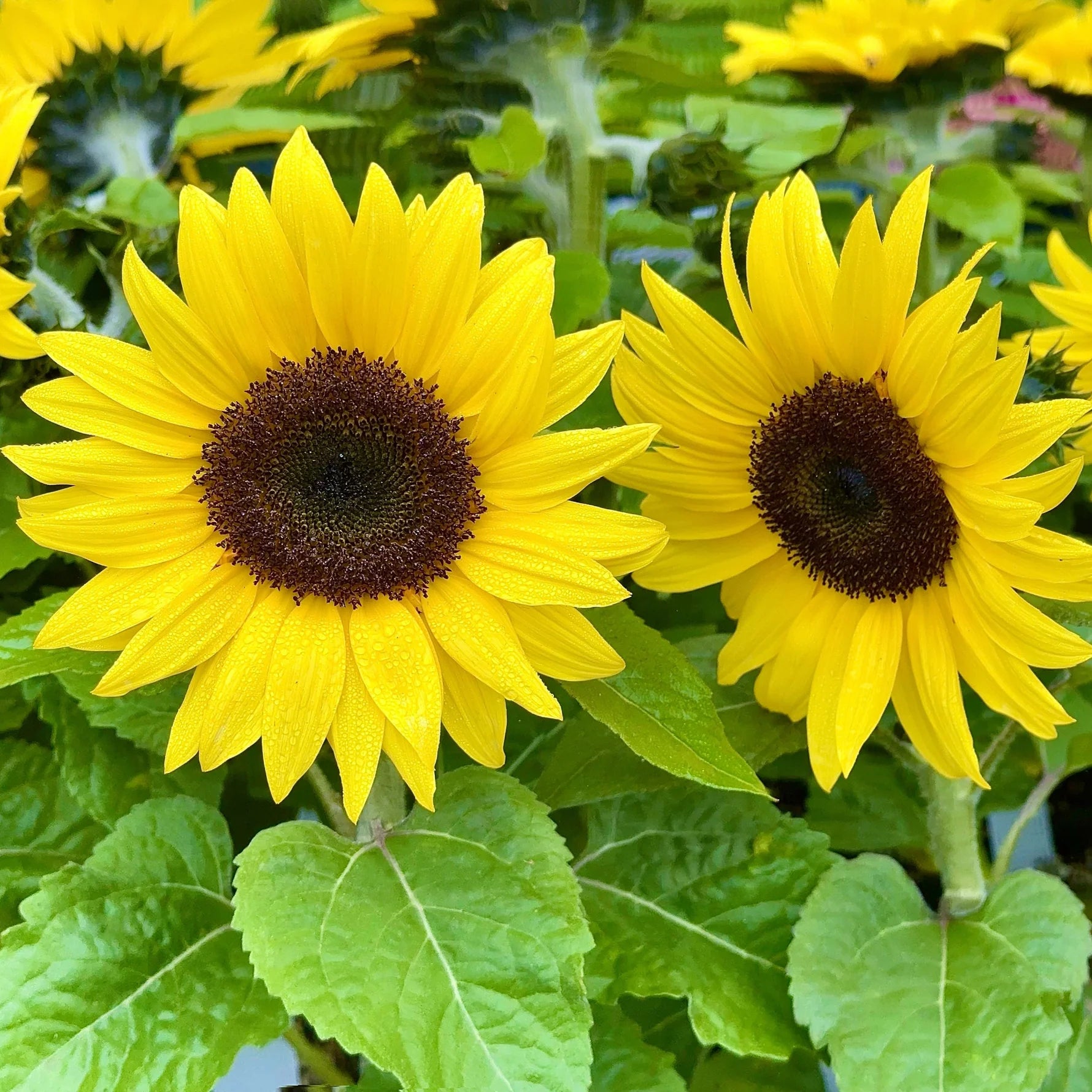 Sunflower Seeds Heirloom Non GMO Planting - 100 pcs