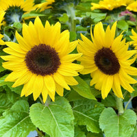 Sunflower Seeds Heirloom Non GMO Planting - 100 pcs