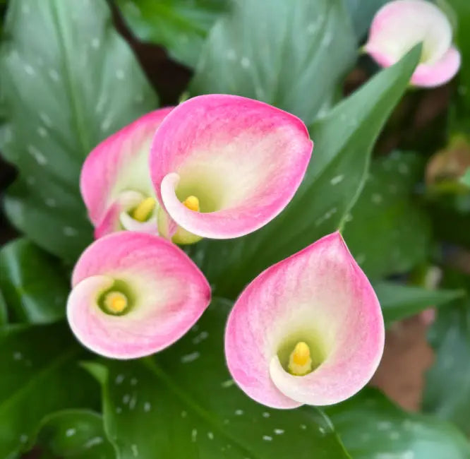 Mixed Calla Lily Flower Seeds for Planting - NON GMO Seeds